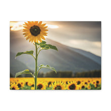 Load image into Gallery viewer, Canvas Gallery Wraps - Sunflower