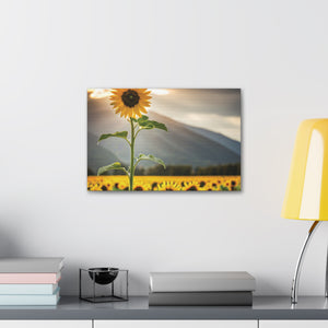 Canvas Gallery Wraps - Sunflower