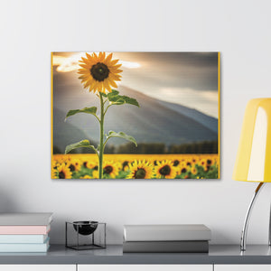 Canvas Gallery Wraps - Sunflower