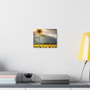 Canvas Gallery Wraps - Sunflower