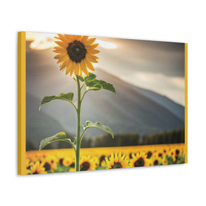 Canvas Gallery Wraps - Sunflower