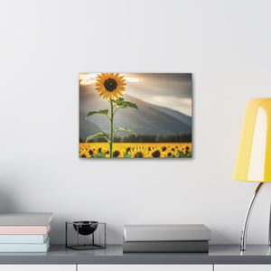 Canvas Gallery Wraps - Sunflower