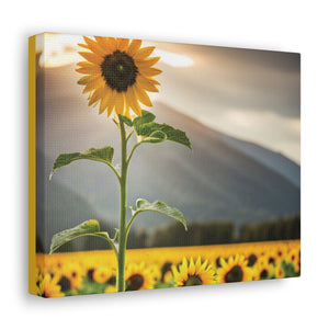 Canvas Gallery Wraps - Sunflower