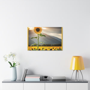 Canvas Gallery Wraps - Sunflower