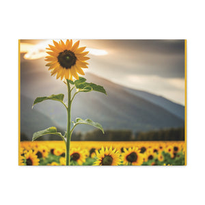 Canvas Gallery Wraps - Sunflower