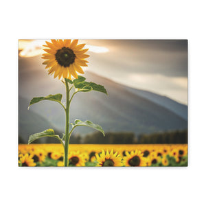 Canvas Gallery Wraps - Sunflower