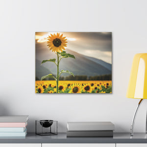 Canvas Gallery Wraps - Sunflower