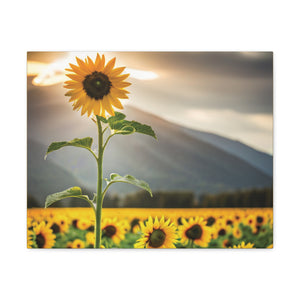 Canvas Gallery Wraps - Sunflower