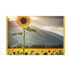 Canvas Gallery Wraps - Sunflower