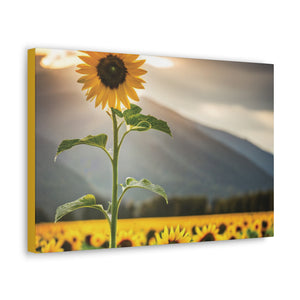 Canvas Gallery Wraps - Sunflower