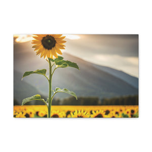 Canvas Gallery Wraps - Sunflower