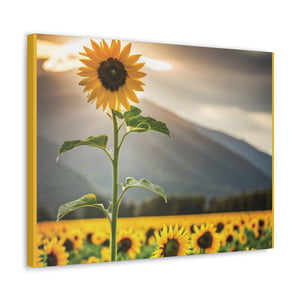 Canvas Gallery Wraps - Sunflower